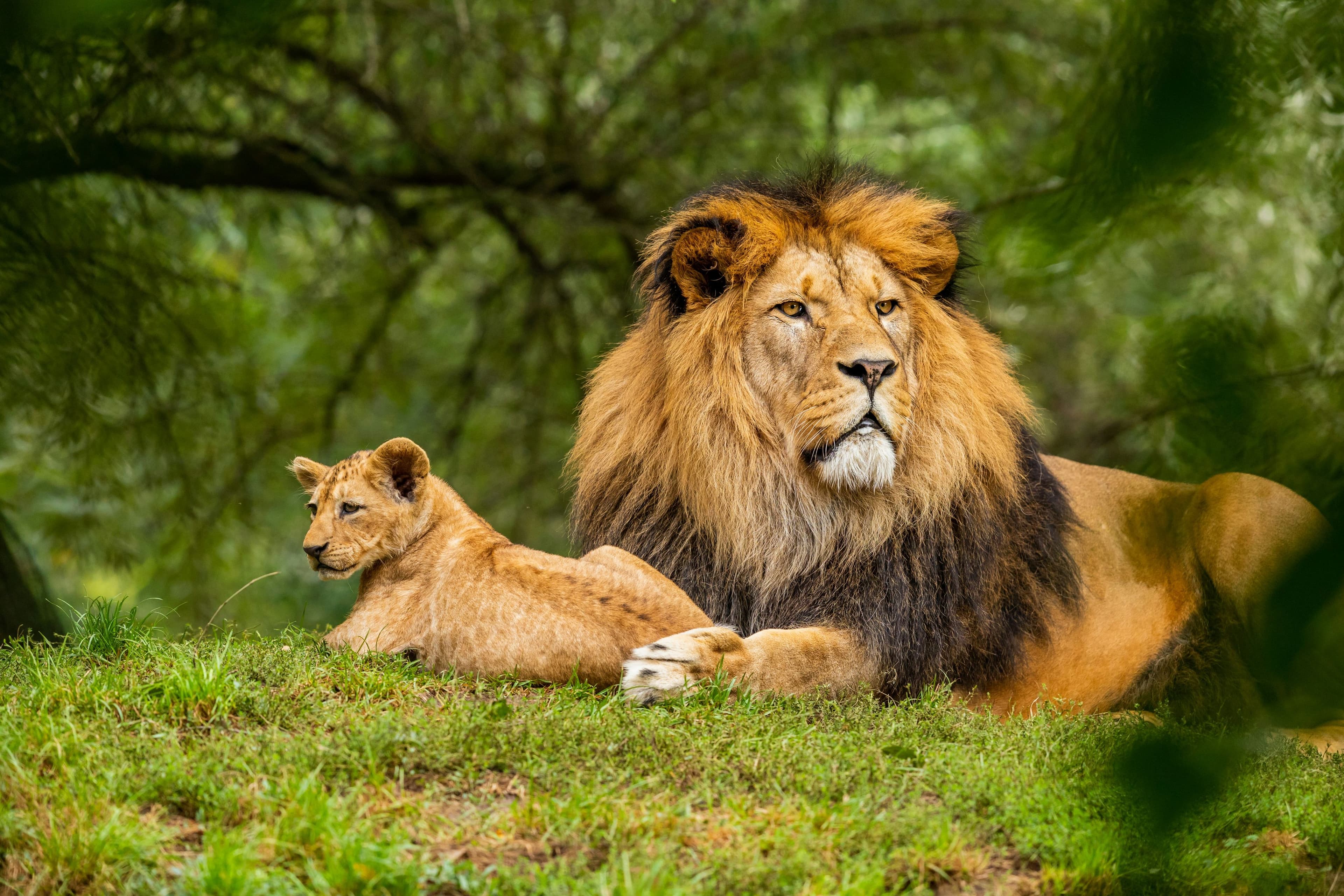 Wildlife Safaris